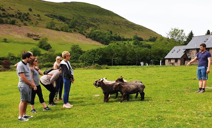 small group and private sheep dog herding sessions